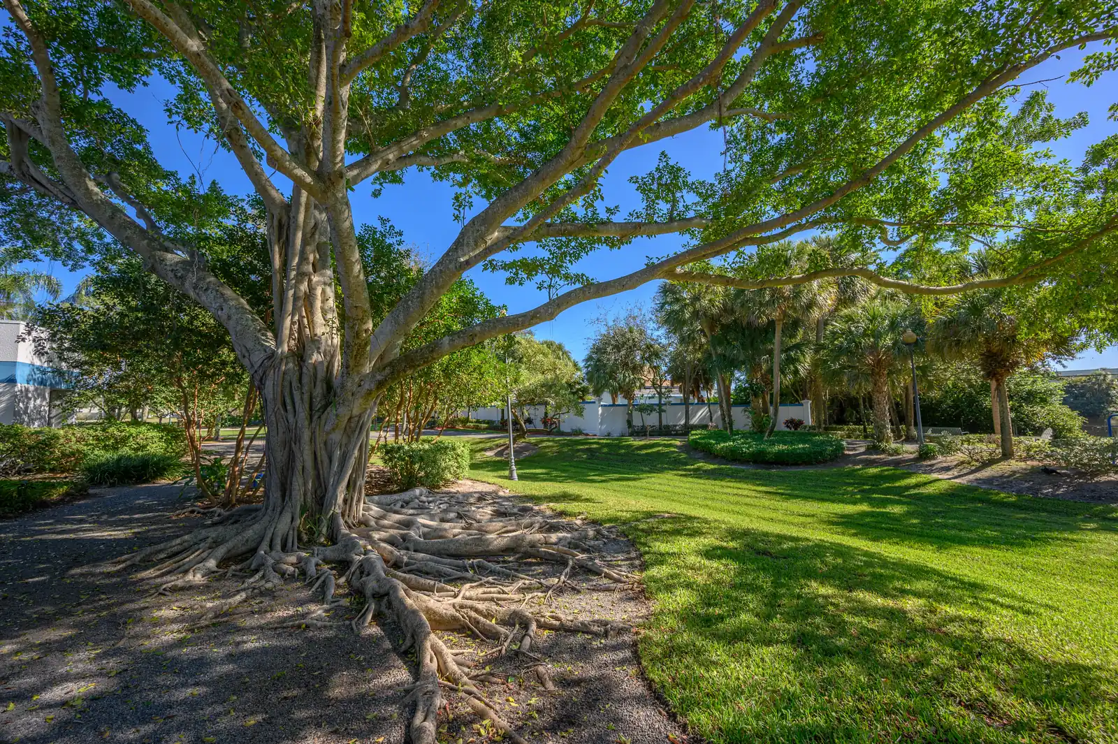 A banyan tree shading a garden path on the Hanley Center campus